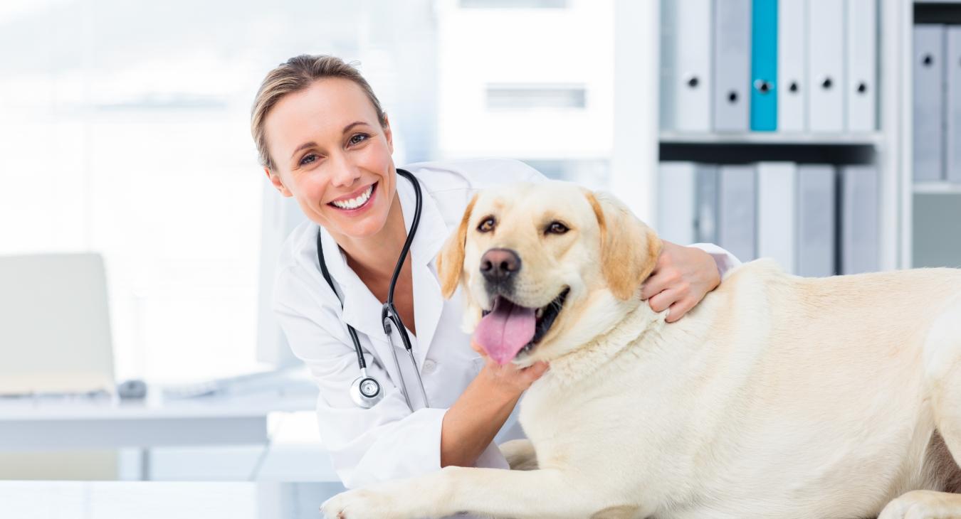 CLINIQUES VÉTÉRINAIRES